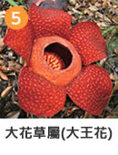 ラフレシア