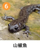 サンショウウオ