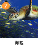 ウミガメ