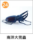 コーカサスオオカブト